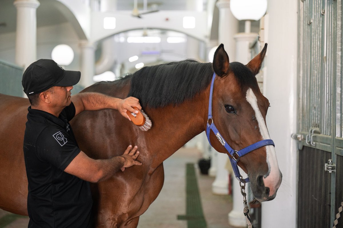 Today, we celebrate the unsung heroes: grooms, vets, and you, who prioritise horses’ well-being.
How do you show your horse you care? Share your routine with us below!

اليوم يوم العناية بالخيول، نحتفل بالأبطال المجهولين: السُيّاس، الأطباء البيطريين، وأنتم، ممن يضعون رفاهية