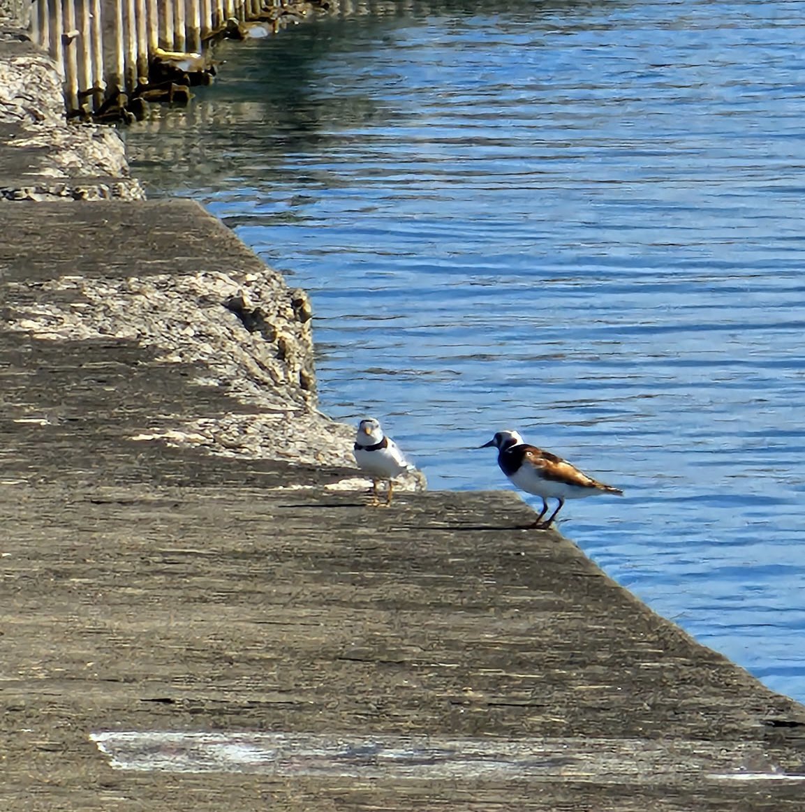 Good day from Pippin and his Ruddy Turnstone dining companion! ☀️

Piping Plovers are an umbrella species. Umbrella species are those whose conservation confers protection to other species.

📸: Booker Marshall (Pippin and Ruddy Turnstone, Montrose Pier, May 2025)