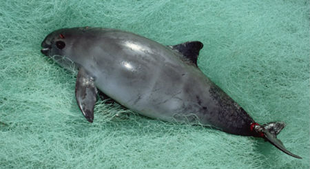 Cellarislab's tweet photo. Vaquita (Phocoena sinus)
Status: Critically Endangered
Estimated left (2023): fewer than 10
#NewArk #BiotechForGood #InVitroGametogenesis #FutureOfConservation #SyntheticBiology #Endangeredspecies https://t.co/hMjcXQ2bDo