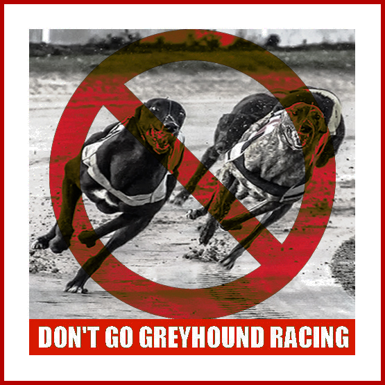 Greyhound Racing Ireland is HIDING video footage of Race 10 at Youghal track on Monday (26 May 2025) during which greyhound Deelish Mack "did not finish". Don't go greyhound racing. #Ireland #BanGreyhoundRacing