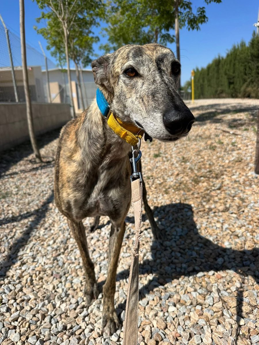 Wow look at handsome Toledo 🥰
He’s a 5yr old sociable boy that came from the Perrera. 
He’s very calm, not too playful and walks well on a lead. He’s very gentle with other dogs and is looking forward to a new home ❤️
Will you share Toledo and help him find a home? 🙏🏻