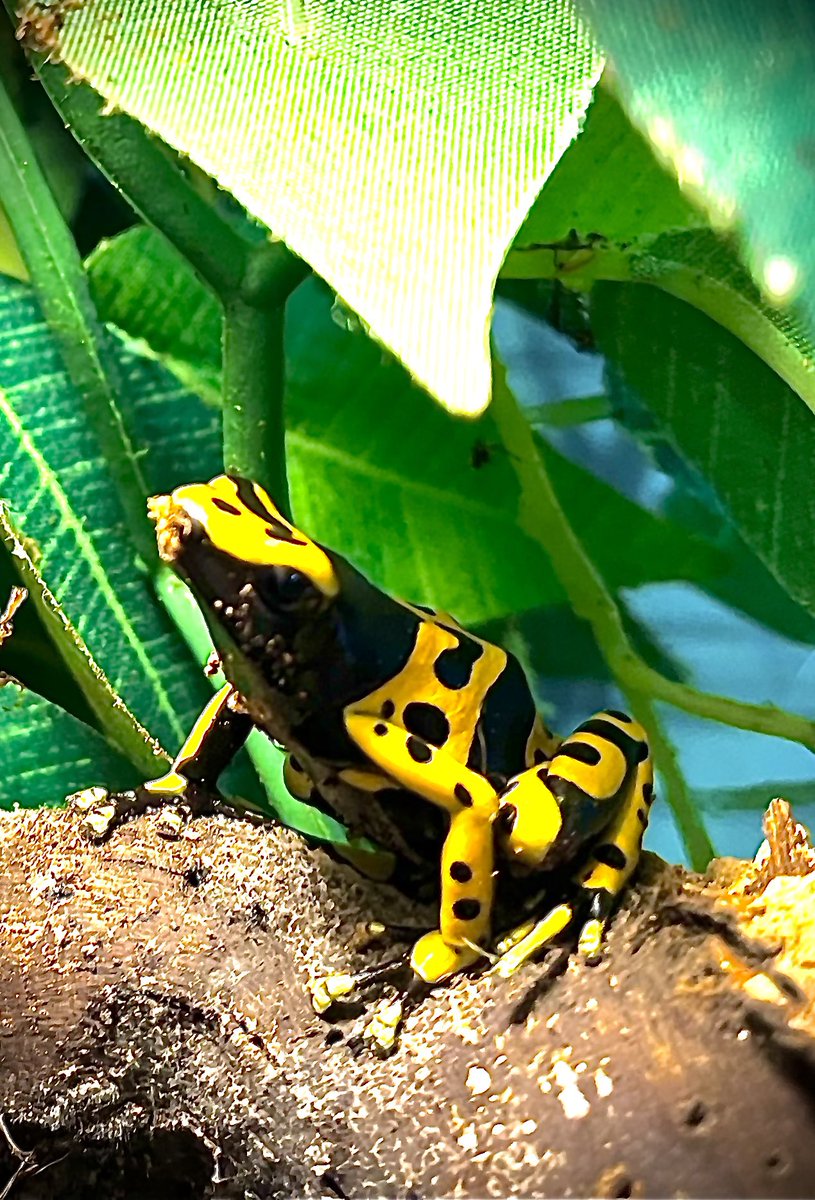 T_CritterKeeper's tweet image. Day 5 of our Wonderful Rainforest workshop is now over &amp;amp; that wraps up our Primary week at TechFest for another year.
You will get the chance to meet this guy at the weekend both Saturday &amp;amp; Sunday we will be at the TechFest Open day at RGU. Doors open 9.30am. ❤️🐸@TechFestNews