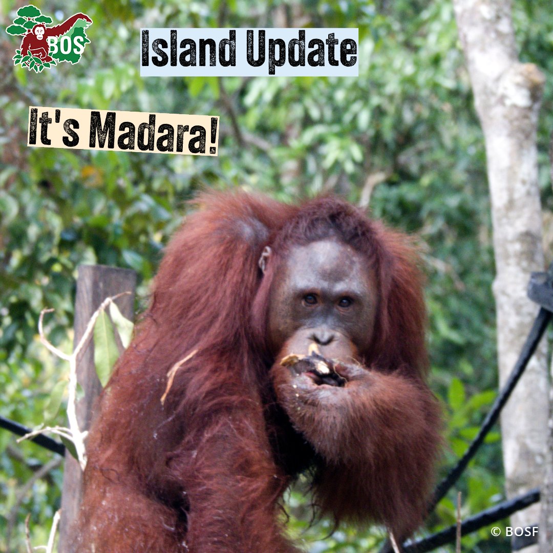 BOSUSA2's tweet photo. Lun recently asked for an update on Madara, and when we can, we will, so here he is! Currently on Bangamat Island, Madara's doing very well, attentively watching, but not approaching the observation team as they dropped fruit and veg at the feeding platform. #IslandUpdate https://t.co/c2C0rruMk0