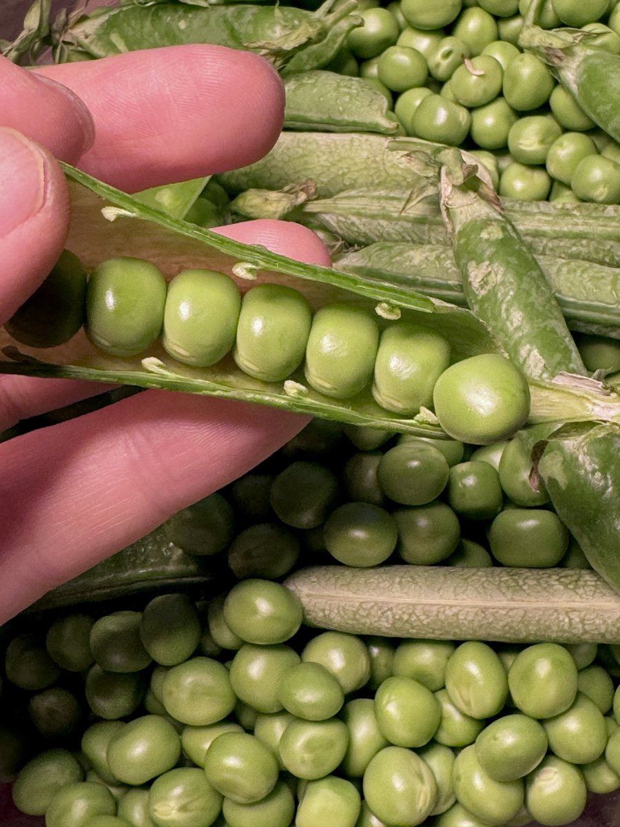 까야할 콩 4kg, 꼬투리 속 완두콩들이 참 귀엽다.