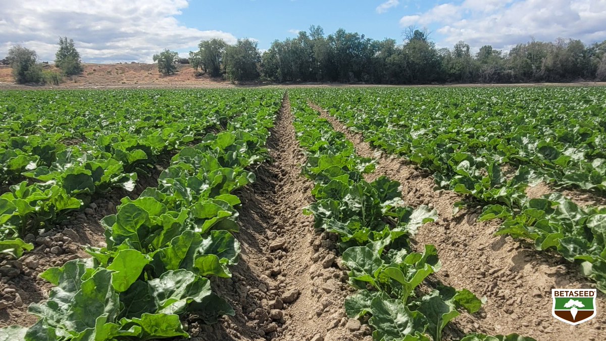 🌱#Sugarbeets are emerging in Oregon in our #Amalgamated sugar region. These beets were planted back in March! 

How are your sugarbeet fields shaping up?