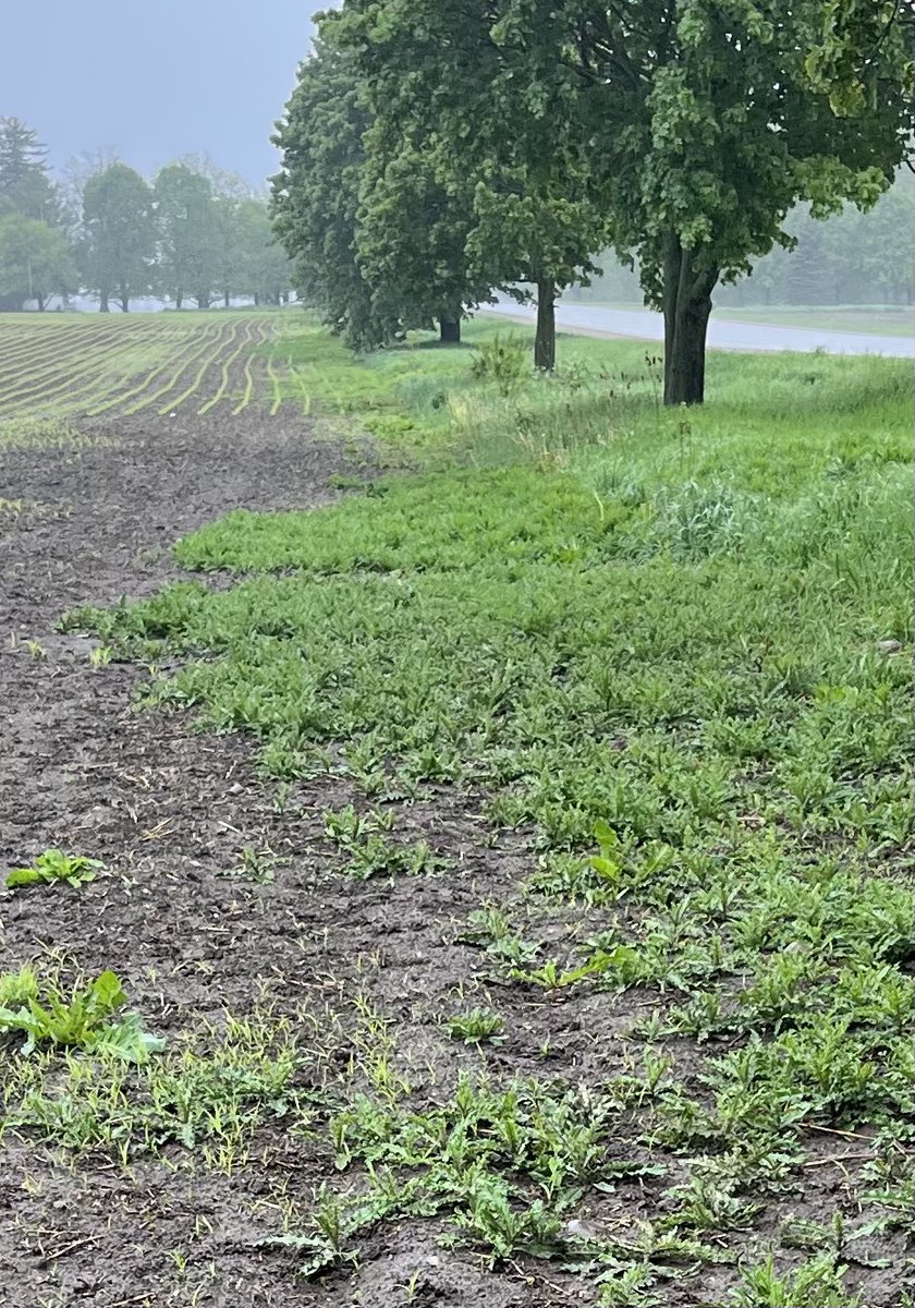 Do you spray field perimeters with 4-wheeler/side by side mounted sprayer? If so, has it made an impact on overall weed control? #spray25 #ontag