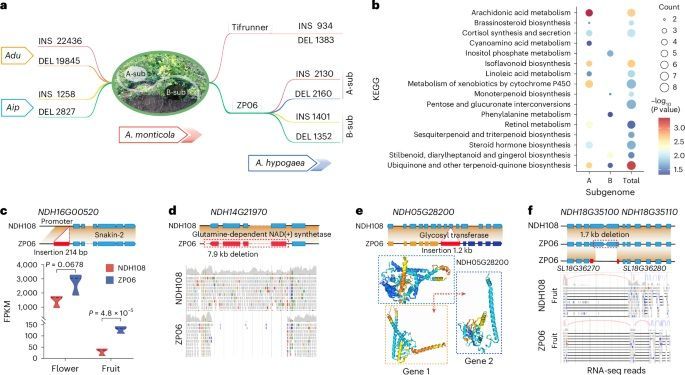 Pangenome analysis reveals structural variation associated with seed size and weight traits in peanut 

nature.com/articles/s4158… 
♻️