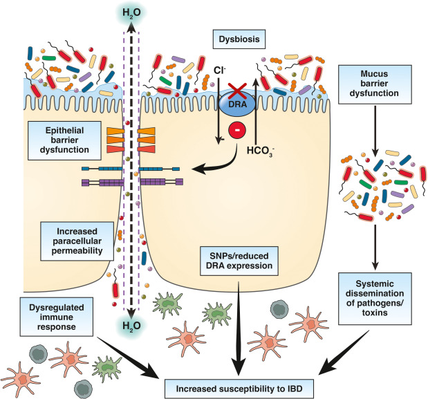 ⭐ This review article provides "strong evidence that DRA may serve as a novel therapeutic target with dual benefits in not only correcting diarrheal phenotype but also improving gut barrier integrity and inflammation in pathogen infection or IBD."
🔗 ow.ly/PeAF50VXQVw