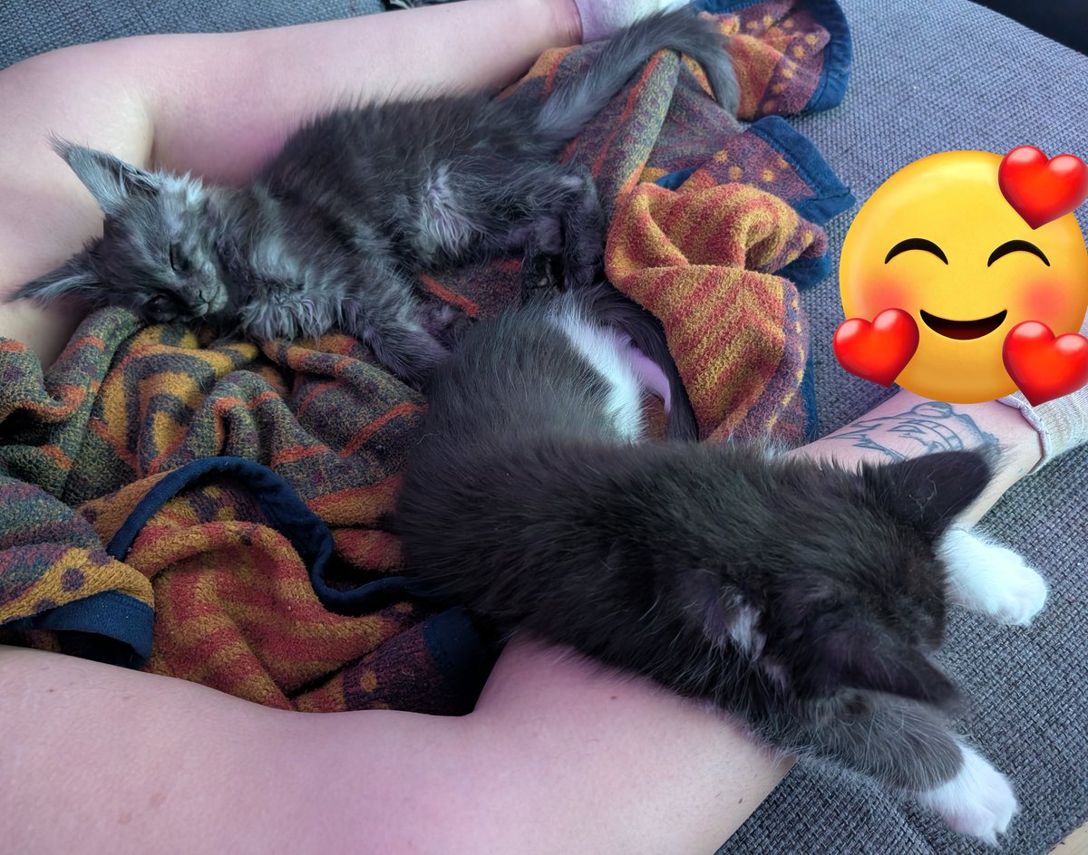 Naruciraptor's tweet photo. Darf ich euch unsere beiden neuen Familienmitglieder vorstellen? Captain Smoker und Trafalgar. 🤍 Ich bin so verliebt. https://t.co/gTkeYQHowd