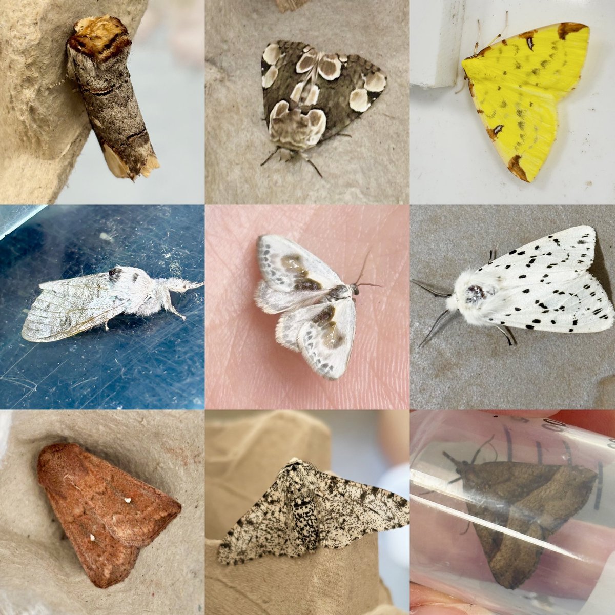 Juliet Turner (@juliet_turner6) on Twitter photo Itβs the final day of the <a href="/OxfordBiology/">Oxford Biology</a> <a href="/FSCSlaptonLey/">FSC Slapton Ley</a> field course and here are some of my moth highlights.
Who can name all nine?
We had 30 species between two traps over a week. Very low numbers. Just weather and bad luck or part of longer-term declines? Itβs the final day of the <a href="/OxfordBiology/">Oxford Biology</a> <a href="/FSCSlaptonLey/">FSC Slapton Ley</a> field course and here are some of my moth highlights.
Who can name all nine?
We had 30 species between two traps over a week. Very low numbers. Just weather and bad luck or part of longer-term declines?