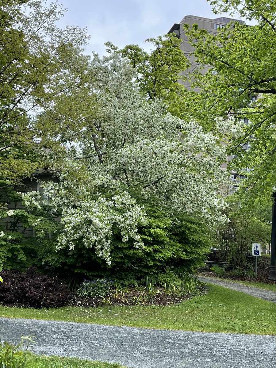 Working at the Halifax Public Gardens today and boy it's chilly! I went outside to use the public washrooms and bang disappeared! Don't remember seeing it a week ago!