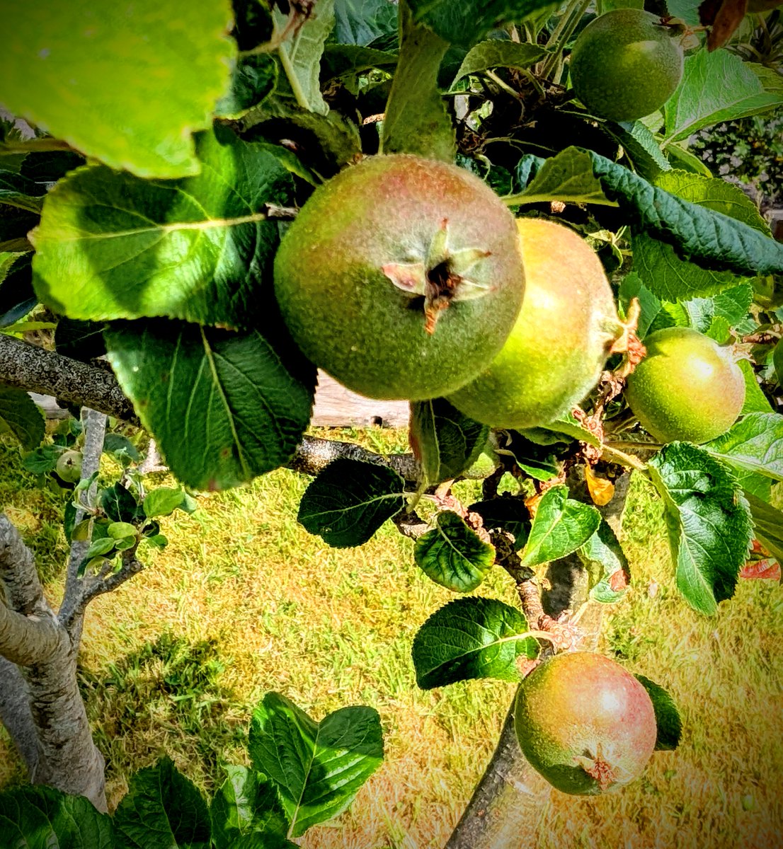 Armagh Writers (@armaghwriters) on Twitter photo The blossoms have dropped, and the baby apples are swelling! It's time to submit to the Flash Fiction in the Orchard 2025 at <a href="/Crannagael/">Crannagael House</a> House as part of the <a href="/VisitArmagh/">VisitArmagh</a> Food and Cider Festival. Visit the link for more details byddilee.com/2025/04/submis… The blossoms have dropped, and the baby apples are swelling! It's time to submit to the Flash Fiction in the Orchard 2025 at <a href="/Crannagael/">Crannagael House</a> House as part of the <a href="/VisitArmagh/">VisitArmagh</a> Food and Cider Festival. Visit the link for more details byddilee.com/2025/04/submis…