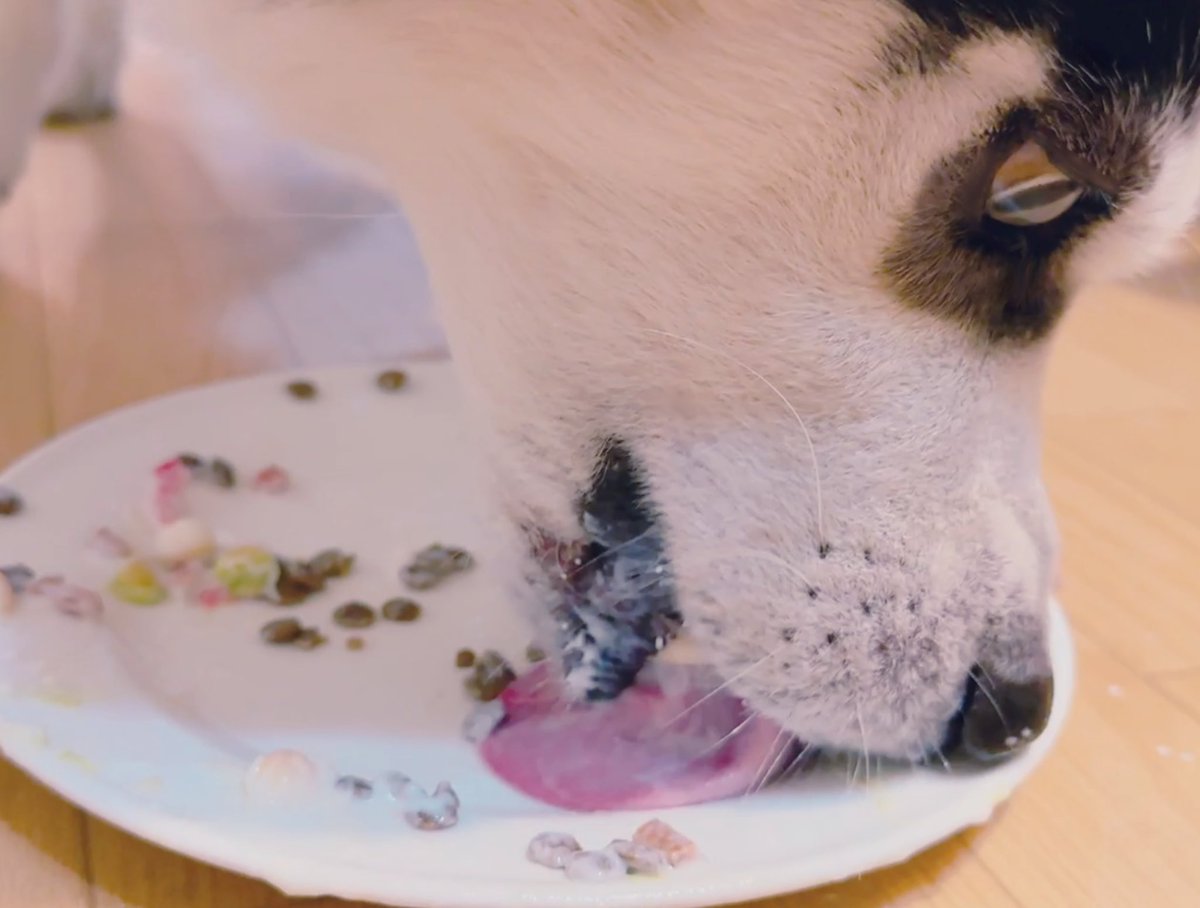 5/30で6歳になりました🎉
皿を舐める時の目はキマってます