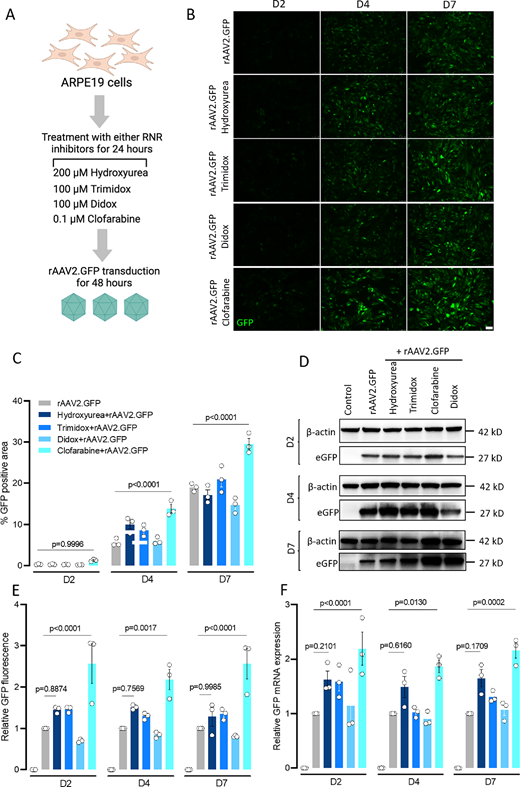 Excited to share our study: Clofarabine boosts AAV2 transduction up to 3.5× in vivo in the retina, with no added toxicity. 📌 First to systematically dissect how RNR inhibitors enhance AAV.  📷 Try adding clofarabine to your vectors. iovs.arvojournals.org/article.aspx?a…… #GeneTherapy #AAV