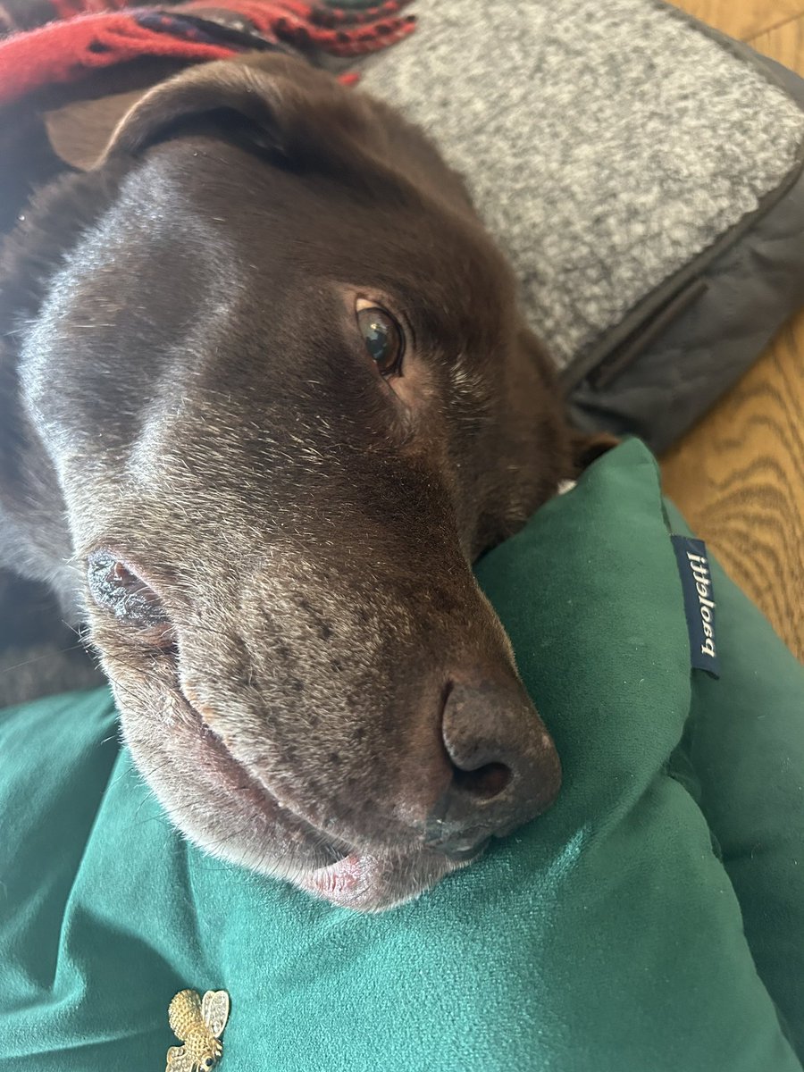 My beautiful boy has gone. 12 fantastic years we’ve had. I’ve never felt pain like this in my entire life. I loved you so much Dodger. ❤️💔