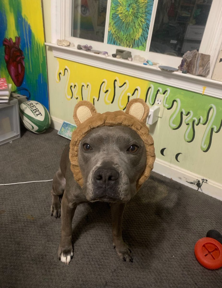 happy 3 years since i got arya 🩵🦭#aryaversary