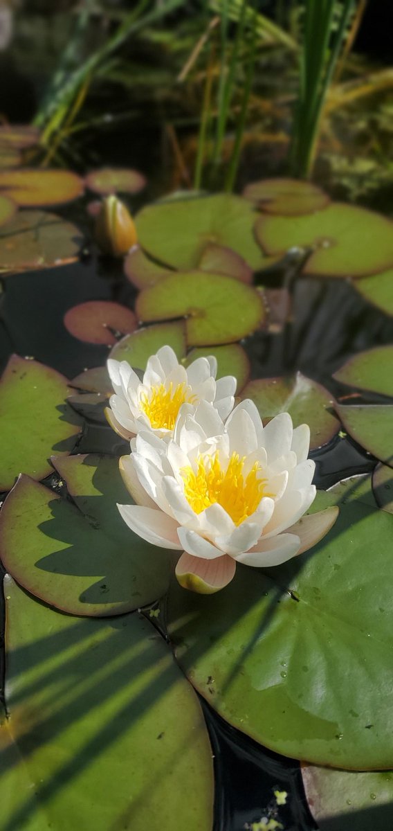 These are in our school garden pond. Absolutely beautiful. #beeChampions #NatureHeroes #beeChampions <a href="/BioInSchools/">Biodiversity in Schools</a> <a href="/SIROIreland/">SIRO Ireland</a>