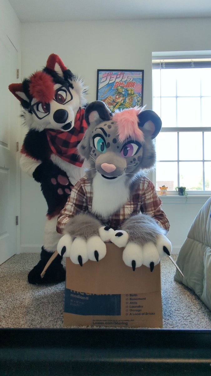 AriosMows's tweet image. It’s time to finally let the cat out of the bag- I mean box! 

Thank you @ZitoTheHusky for helping me with my first #FursuitFriday 🥺

Suit was done by the amazing @AlphaLyncis 😻