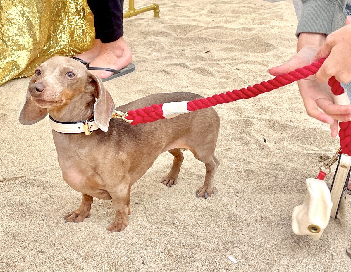 PoisePup's tweet photo. ✨ Wiener lovers 🌭📣!!! It’s time for another year at @socalwienerfest ! Join us Saturday, May 31st from 10am to 3pm at Huntington Dog Beach 🏖️ ✨

Shop 🛍👉 https://t.co/OdEc1U99SW

⭐️ Stylish. Luxurious. Beautiful.
���️ FREE worldwide shipping available!

#poisepup #Dachshunds https://t.co/UIJDTf2mzi