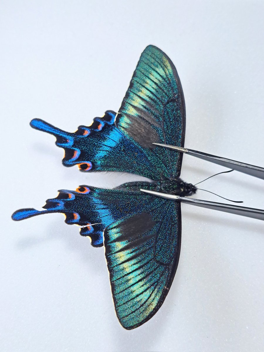 #5月を写真4枚で振り返る
見たい生き物が沢山見れた月だった