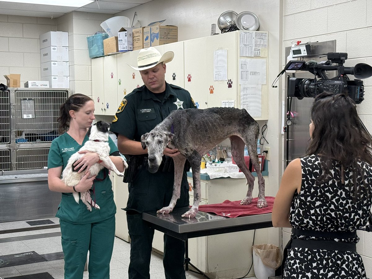 Polk County Sheriff ๐ Grady Judd (@polkcosheriff) on Twitter photo Thank you Carla Bayron <a href="/FOX13News/">FOX 13 Tampa Bay</a> for doing this update on Bella & Stella - theyโre both doing so well at Animal Control after being seized during an animal cruelty investigation. Theyโve already begun gaining weight! Check out the story tonight (May 30) on Fox. Thank you Carla Bayron <a href="/FOX13News/">FOX 13 Tampa Bay</a> for doing this update on Bella & Stella - theyโre both doing so well at Animal Control after being seized during an animal cruelty investigation. Theyโve already begun gaining weight! Check out the story tonight (May 30) on Fox.