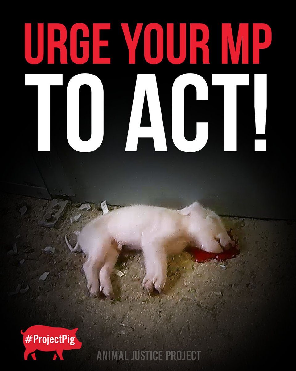 14,000 people have asked Steve Reed, the Secretary of State for Environment, Food and Rural Affairs, to end the illegal 'thumping' of piglets, but he's remaining silent! 

Will you email your MP to act urgently? 
Send our letter:  act.animaljusticeproject.com/piglets-mp

#ProjectPig