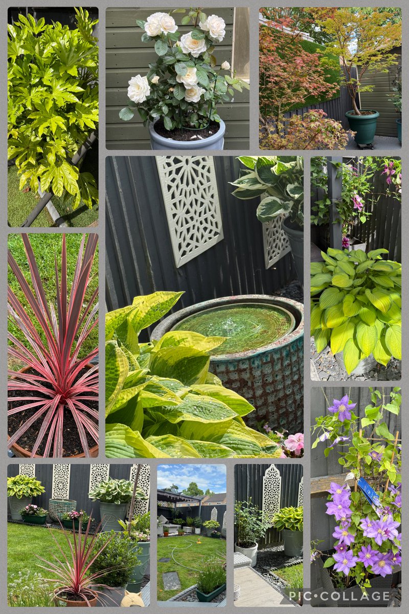 Loving the fresh colours and calmness of the garden this year.