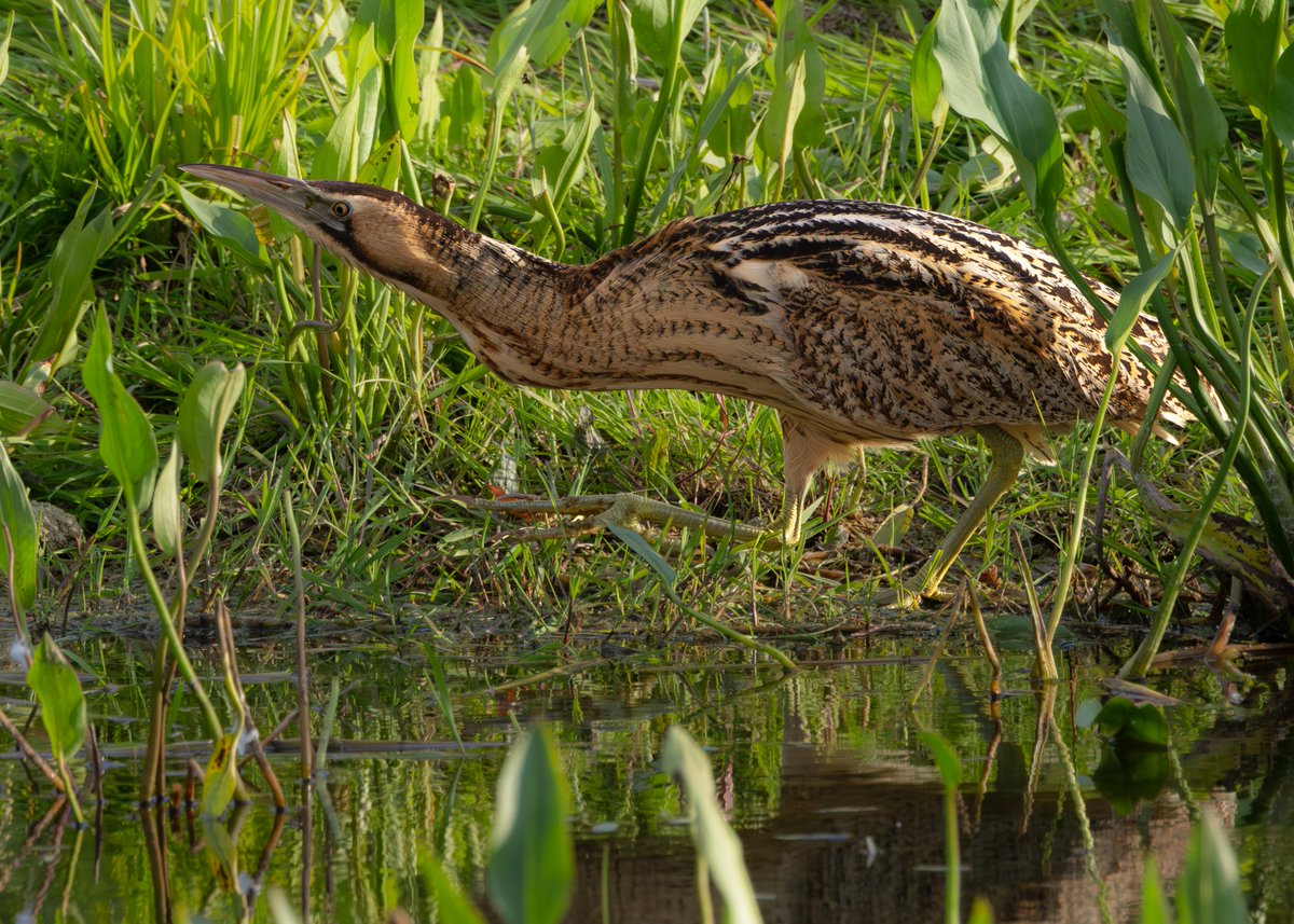 _TCartz's tweet image. Couldn't resist posting more photos of the Eurasian Bittern from earlier this week.
Patience paid off as he walked out from the reeds and into the open.