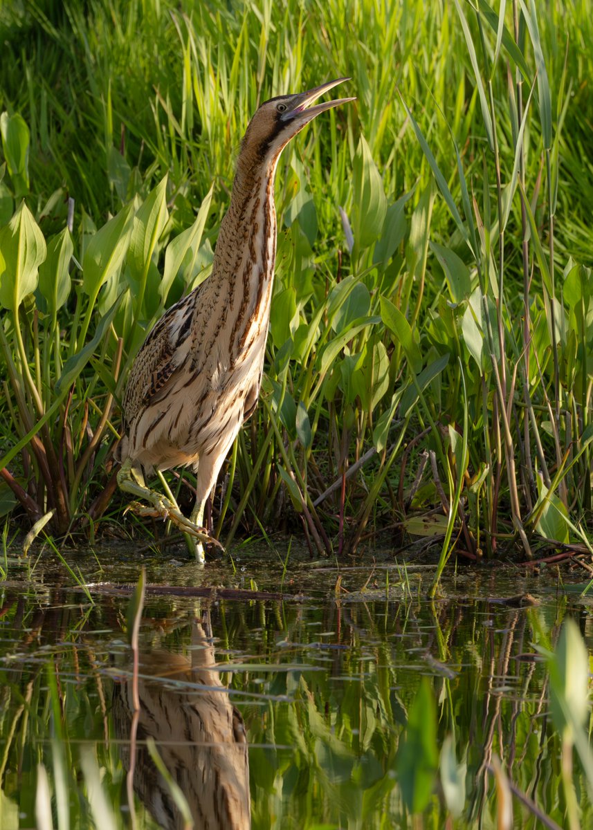 _TCartz's tweet image. Couldn't resist posting more photos of the Eurasian Bittern from earlier this week.
Patience paid off as he walked out from the reeds and into the open.