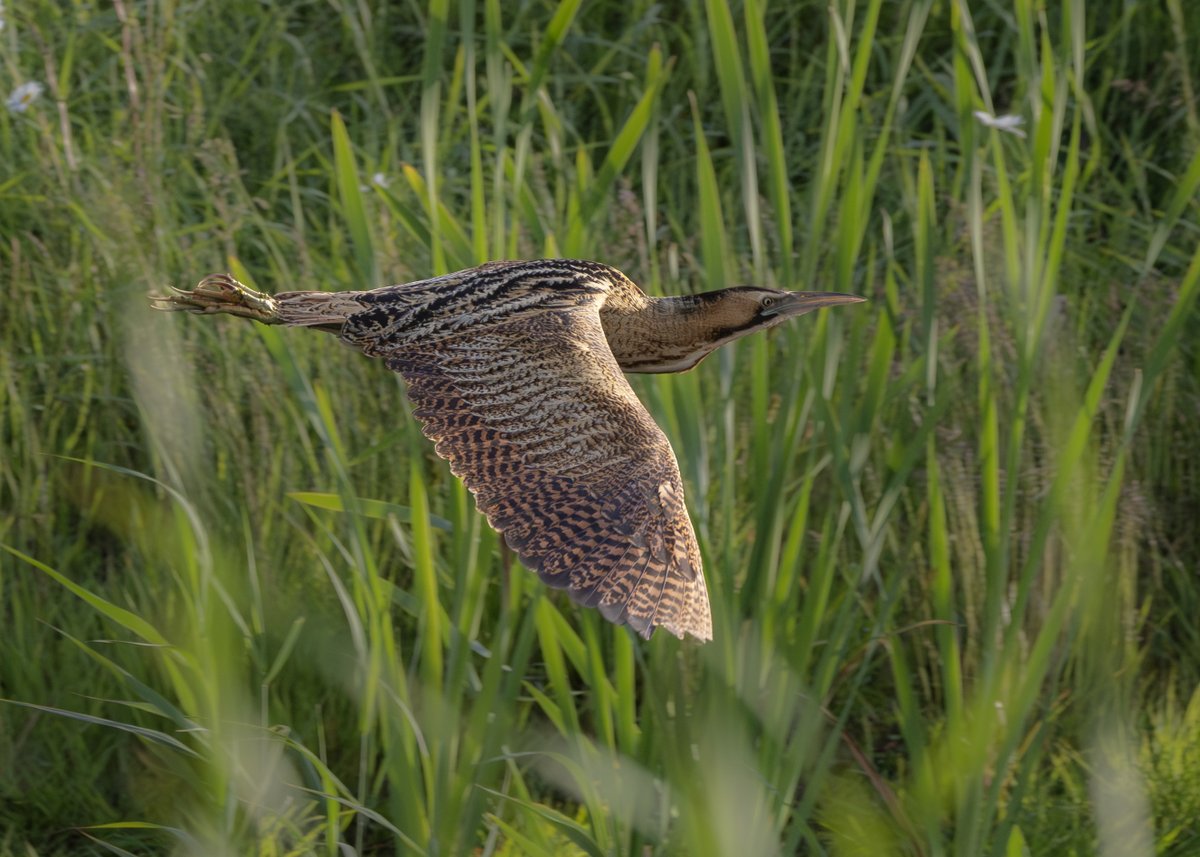 _TCartz's tweet image. Couldn't resist posting more photos of the Eurasian Bittern from earlier this week.
Patience paid off as he walked out from the reeds and into the open.