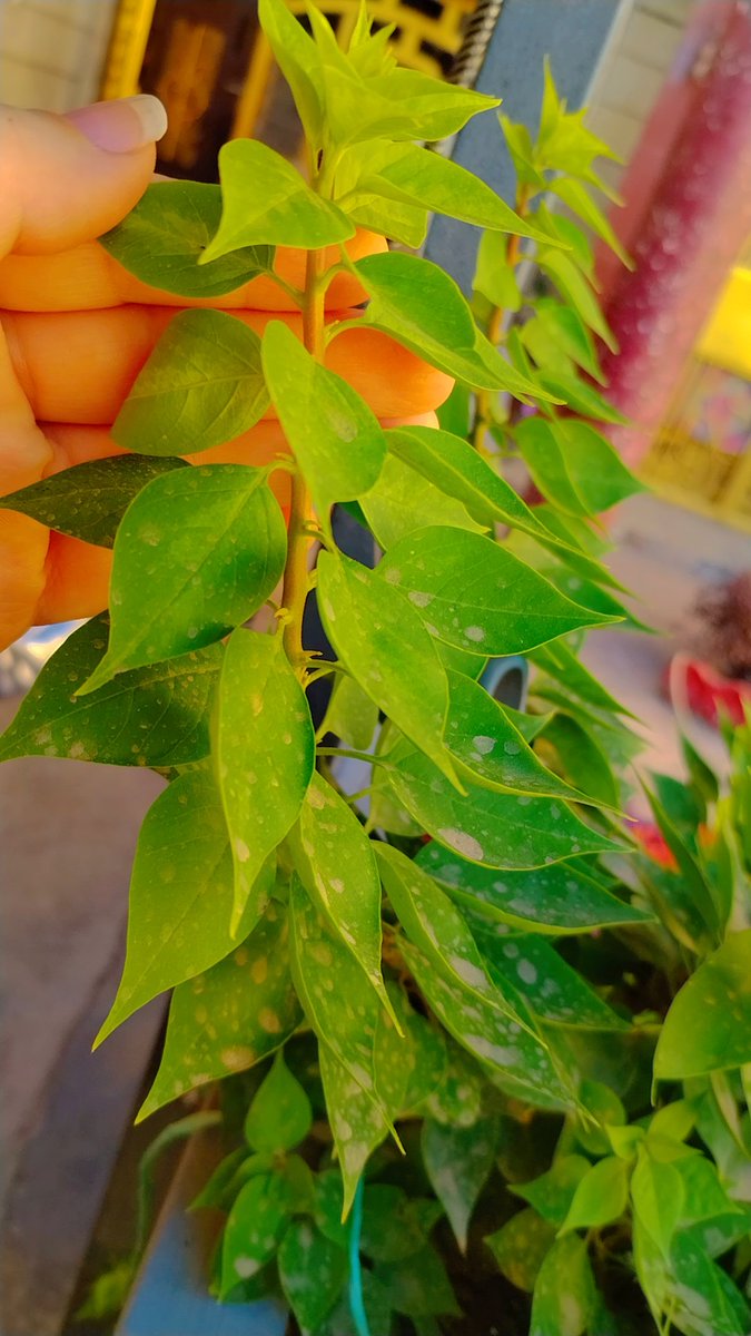 اللهم بارك لنا في العشر الاوائل من ذو الحجه الاغر يارب افتح لنا من ابواب الخير اوسعها ومن الستر ايسرها ومن البركات انقاها اللهم صل وسلم وبارك على سيدنا محمد وعلى اله وصحبه اجمعين 
والنصر القريب لغزة واهلها المظلومين 🥺🥺واحمي الوطن العربي الحبيب باياتك الكريمه 💝 يامجيب الدعوات