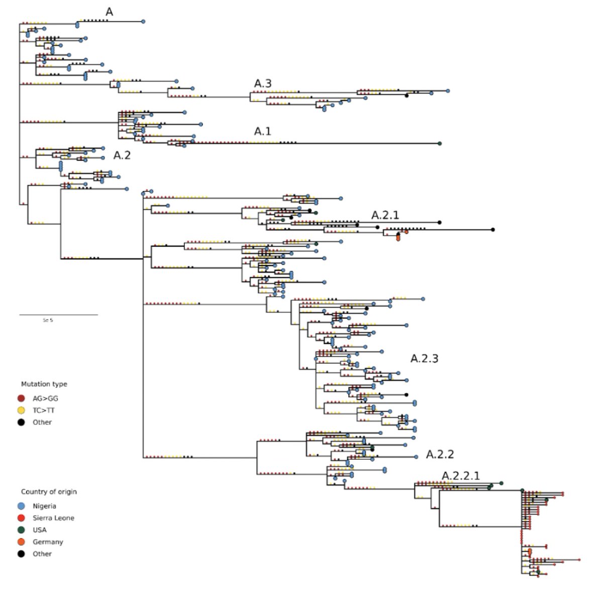 GeraldGmboowa's tweet image. Genomic epidemiology of mpox virus in Sierra Leone reveals sustained human-to-human transmission with limited importation. virological.org/t/genomic-epid…
#Mpox #Genomics #SierraLeone #Surveillance #PublicHealth