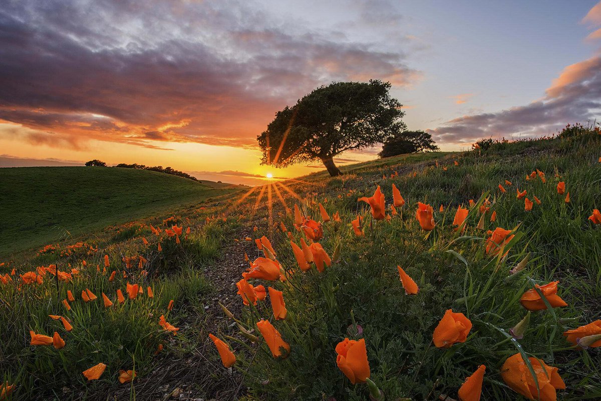 The Nature Conservancy in California tweet media