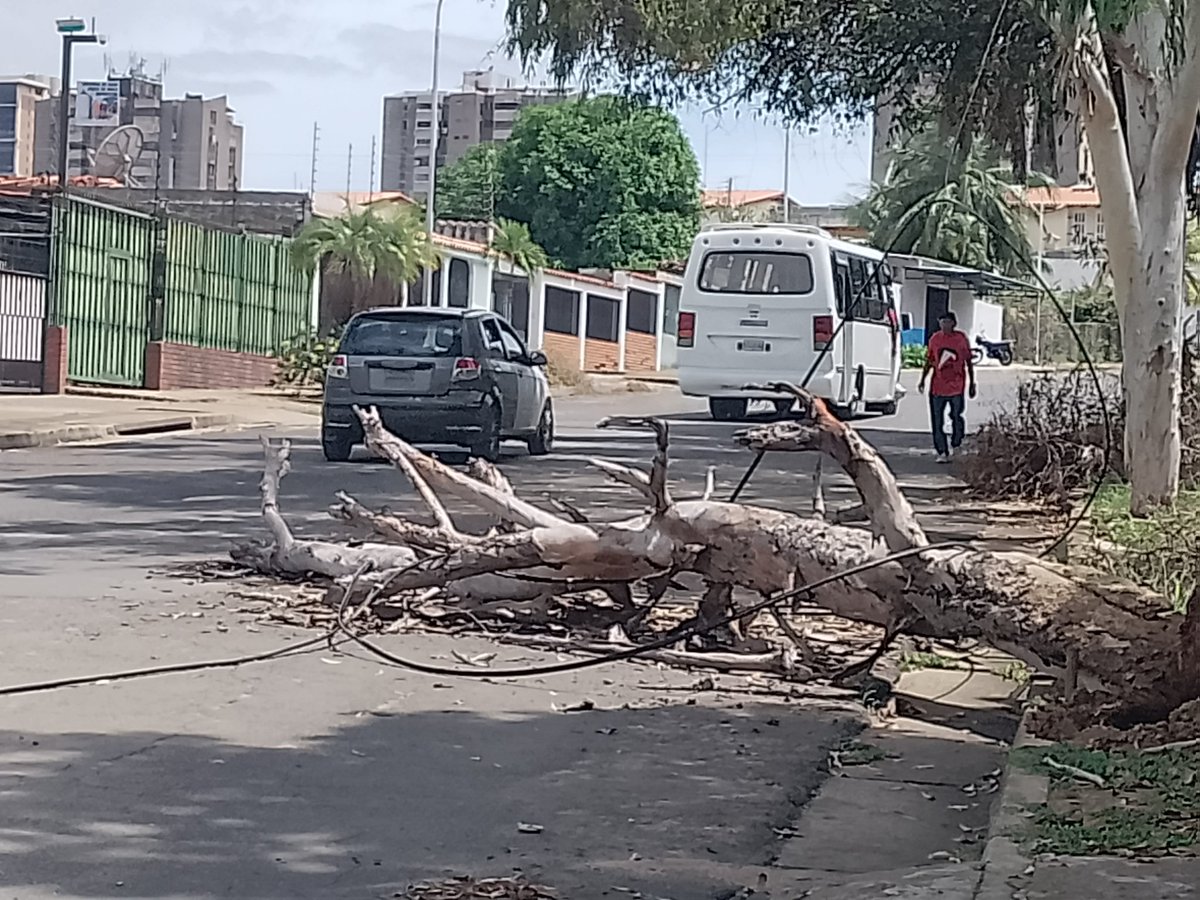 #Comunidad Este árbol tiene más de dos semanas caído en la Carrera Guri de Villa Africana y ningún organismo de a dignado a hacer algo. Atención <a href="/Latata/">Latata</a> @titooviedo <a href="/CorreodelCaroni/">Correo del Caroní</a>