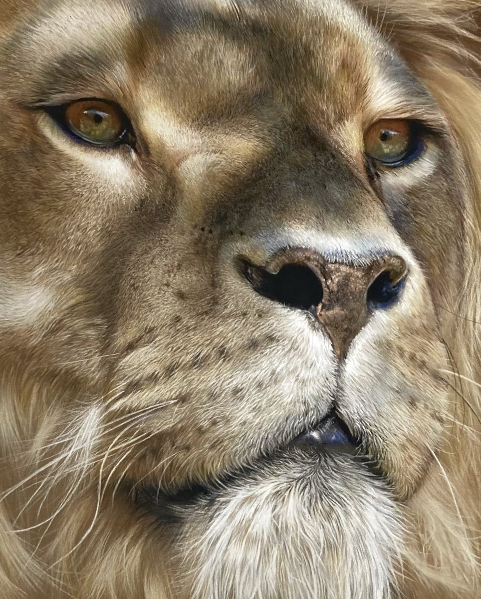 Lion about there aside from a clean up. Pastel pencil and soft pastel on pastelmat. Have a great weekend everyone 🦁. #art #draw #painting #pencilart #pencil #drawing #pastelart #lion #wildlifeart #wildlife