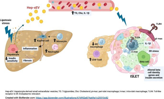 IIBM (@iibmcsicuam) on Twitter photo 📢 Hoy en las Noticias del #IIBM ‼️
🗣️ Nuevo estudio de <a href="/FatlivL/">FatLiv_Lab</a> descubre que las vesículas lipotóxicas del hígado dañan las células beta pancreáticas vía TLR4, un hallazgo que abre paso a nuevas terapias contra la diabetes tipo 2
Echa un 👀 iib.uam.es/short?i=K9TrOs 📢 Hoy en las Noticias del #IIBM ‼️
🗣️ Nuevo estudio de <a href="/FatlivL/">FatLiv_Lab</a> descubre que las vesículas lipotóxicas del hígado dañan las células beta pancreáticas vía TLR4, un hallazgo que abre paso a nuevas terapias contra la diabetes tipo 2
Echa un 👀 iib.uam.es/short?i=K9TrOs