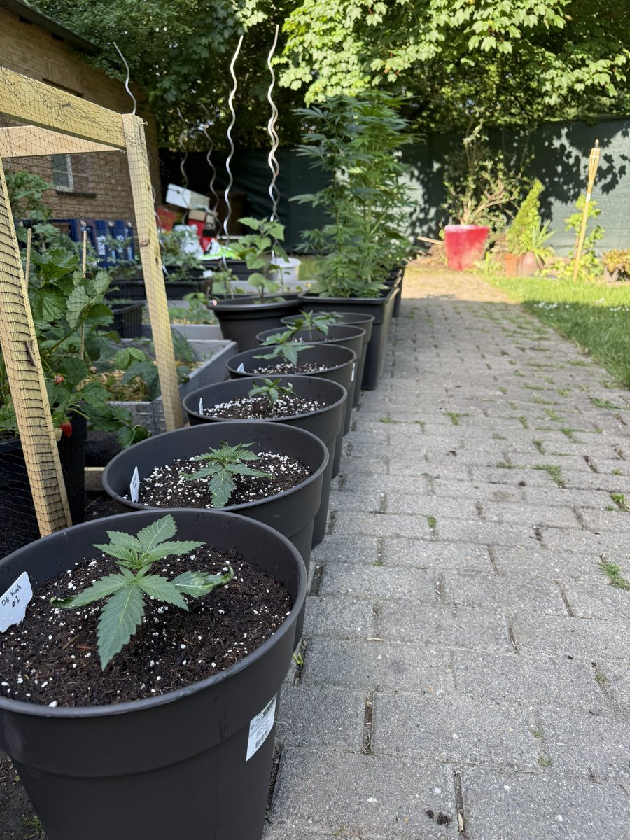 6x OG Kush Autos from <a href="/BarneysAms/">Barney's Farm</a> 

And in the background some more goodies that are getting into mid flower now!

Happy Friday yall!