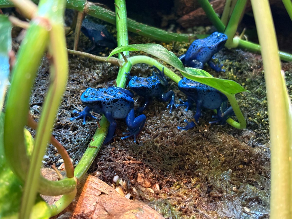 We'd like to know your feedback on Tropical World 🦎🐸  

By sharing your thoughts in this quick 5-minute survey, you'll be playing an important role in helping to enhance the overall visitor experience.

Have your say 👉 orlo.uk/9Ojat