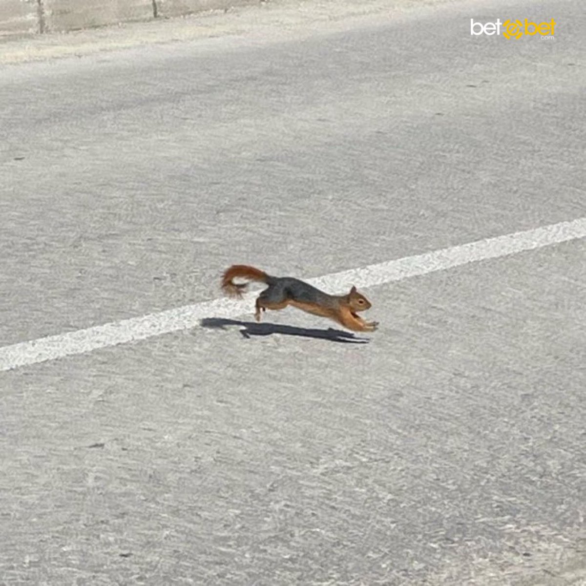 Bu sincap tesadüfen karşına çıktı ama beğenirsen çok zengin ve çok mutlu olacaksın