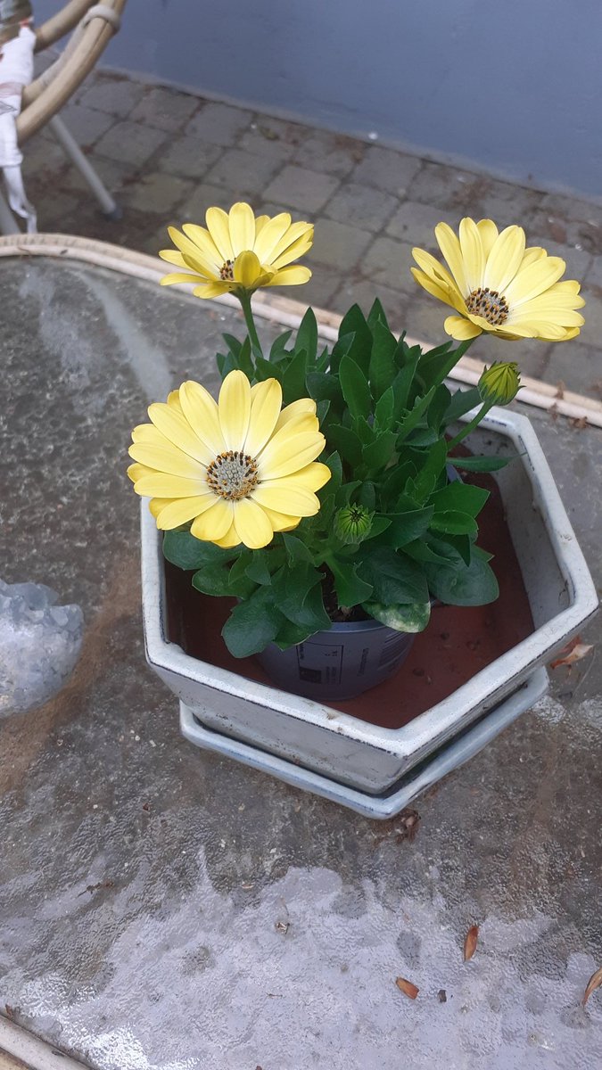 We bought some flowers they look so beautiful and cheerful🥰