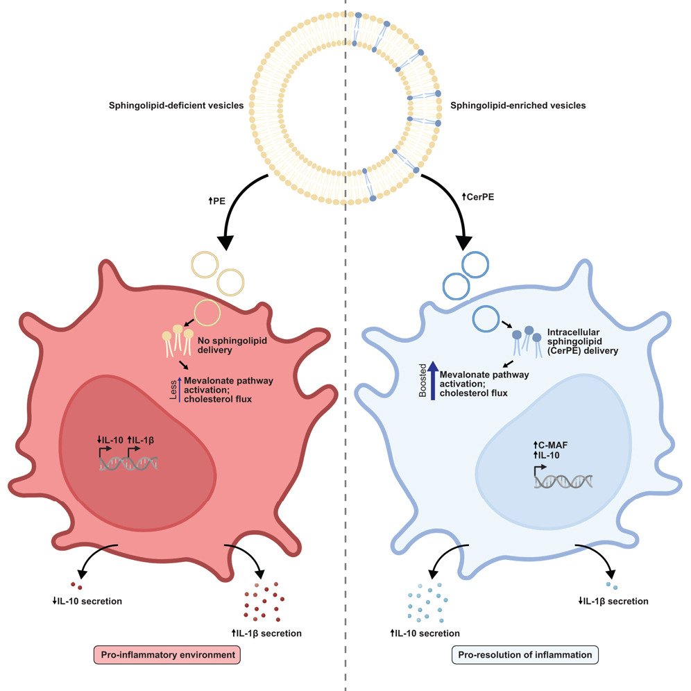 Waggoner Lab (@labwaggoner) on Twitter photo Bacterial sphingolipids delivered by outer membrane vesicles persist within mammalian immune cells and promote IL-10 secretion via the mevalonate pathway
cell.com/cell-host-micr…
<a href="/TheXavierLab/">Xavier Lab</a> <a href="/cellhostmicrobe/">Cell Host & Microbe</a> <a href="/ericmichbrown/">Eric Brown</a> Bacterial sphingolipids delivered by outer membrane vesicles persist within mammalian immune cells and promote IL-10 secretion via the mevalonate pathway
cell.com/cell-host-micr…
<a href="/TheXavierLab/">Xavier Lab</a> <a href="/cellhostmicrobe/">Cell Host & Microbe</a> <a href="/ericmichbrown/">Eric Brown</a>