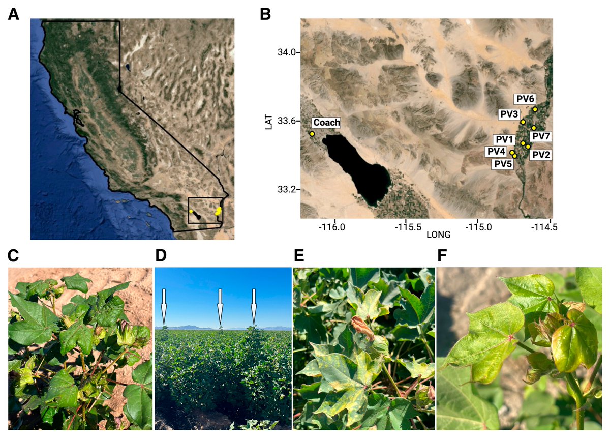 Plant Disease (@plantdiseasej) on Twitter photo Cotton leafroll dwarf virus was infecting U.S. cotton fields for more than a decade before its official detection in 2017. By reanalyzing old genetic data, <a href="/AOV_OlmedoVelar/">Alejandro Olmedo-Velarde</a> et al. uncovered its long-hidden spread.
Read the press release to learn more: apsnet.org/about/newsroom… Cotton leafroll dwarf virus was infecting U.S. cotton fields for more than a decade before its official detection in 2017. By reanalyzing old genetic data, <a href="/AOV_OlmedoVelar/">Alejandro Olmedo-Velarde</a> et al. uncovered its long-hidden spread.
Read the press release to learn more: apsnet.org/about/newsroom…