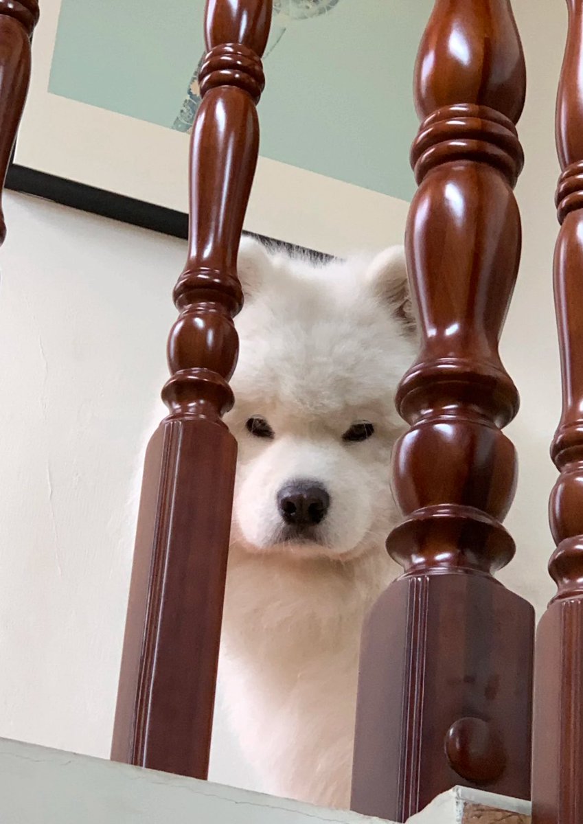 💖 (@twaniimals) on Twitter photo 