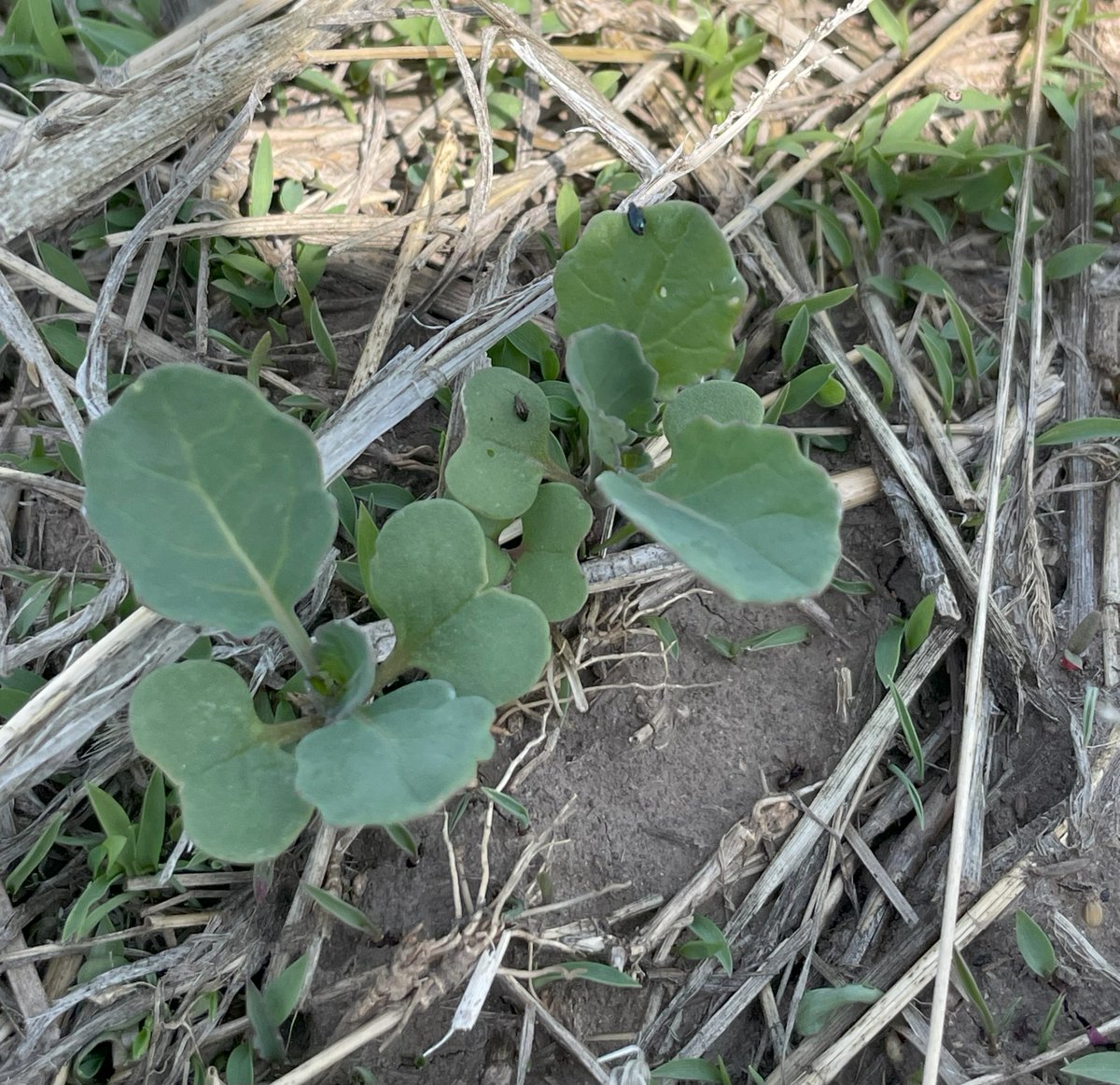 CropSystemsDREC's tweet image. Canola is emerging, and so are flea beetles 🪲
🔎Scout early — seedlings are most vulnerable, up until the 6–8 leaf stage.
🍃If defoliation hits 20-25%, a foliar insecticide may be needed.
🕖Timely action protects stands & yield.
Read more👉 ndsu.edu/agriculture/ag…