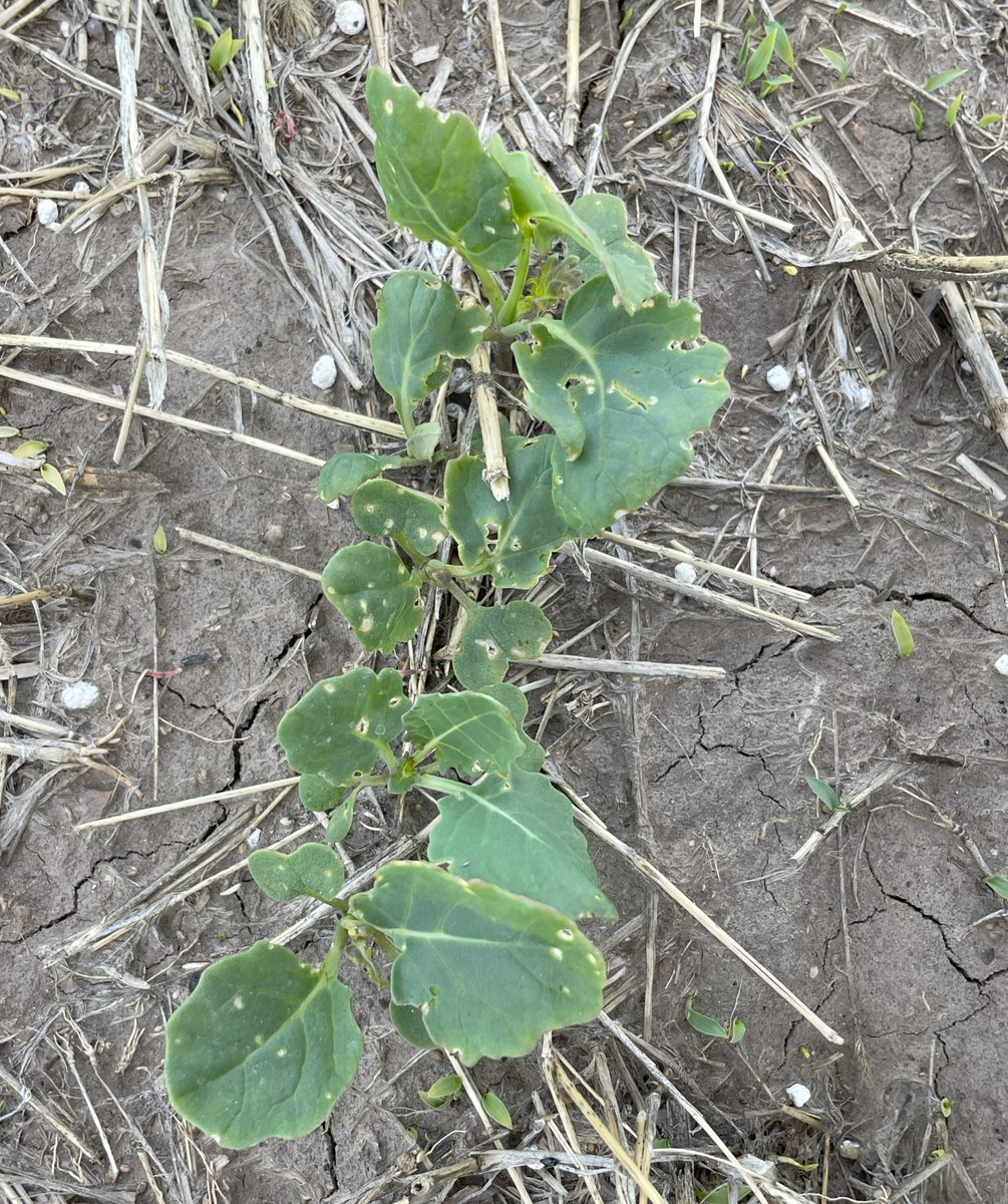 CropSystemsDREC's tweet image. Canola is emerging, and so are flea beetles 🪲
🔎Scout early — seedlings are most vulnerable, up until the 6–8 leaf stage.
🍃If defoliation hits 20-25%, a foliar insecticide may be needed.
🕖Timely action protects stands & yield.
Read more👉 ndsu.edu/agriculture/ag…