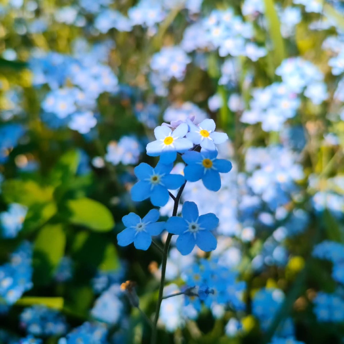 Onnea koulunsa päättävät ja valmistuneet❤️!
Meillä muille kaunista iltaa. 

Pic from yesterday.

#picoftheday
#chezmasu