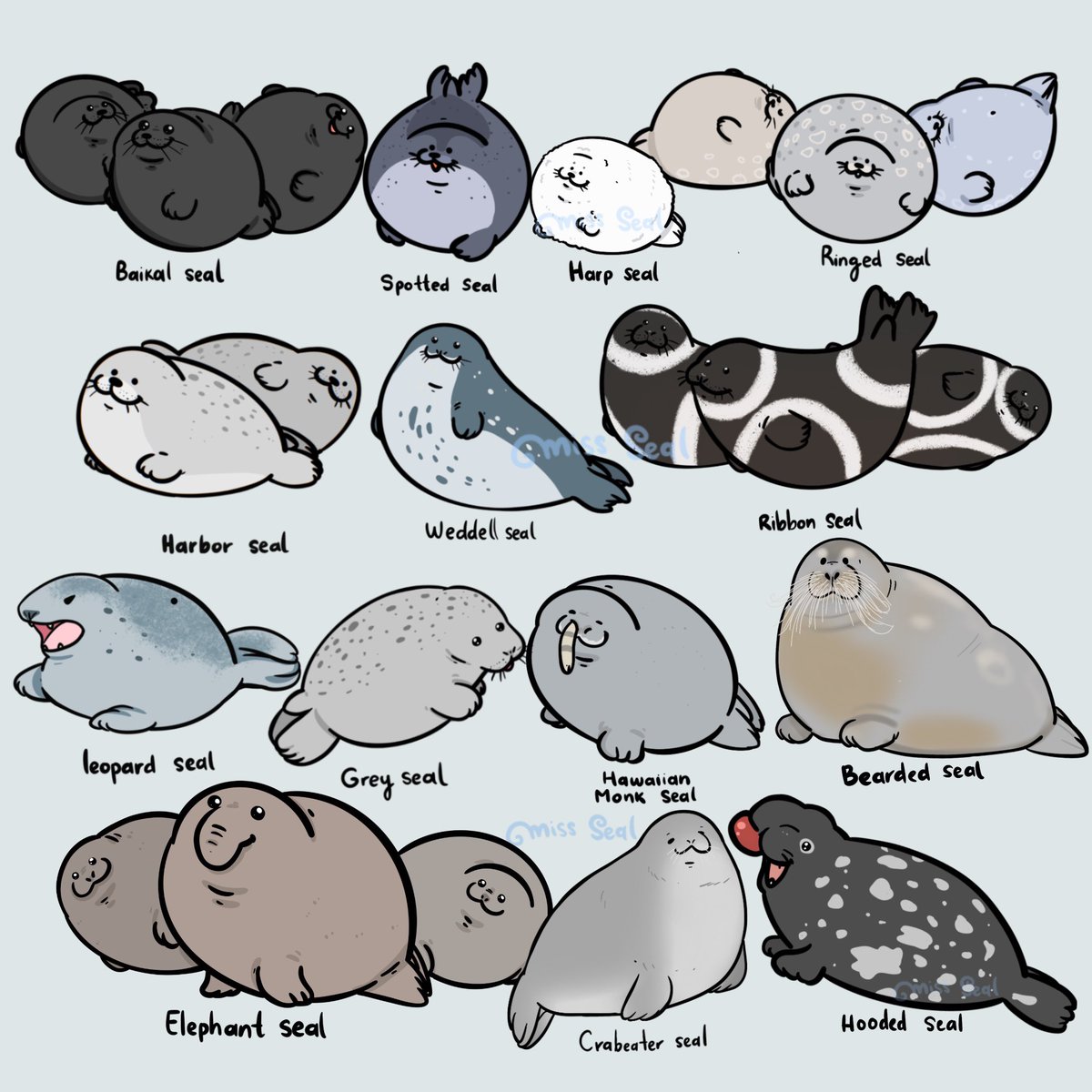 miss_seaal's tweet image. Some types of seals 🦭🦭🦭