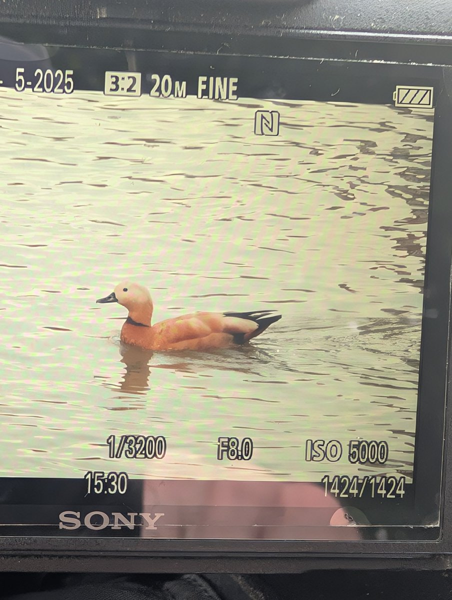 Somewhat improbably, I am currently sat watching a ruddy shelduck at East India Dock Basin! #londonbirds