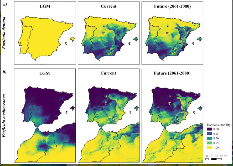 consbiog's tweet image. Historical demographic determinants complement climate #modelprediction of co-occurring #crypticspecies
doi.org/10.1111/ddi.70…
#phylogeography #nichemodels #demografichistory