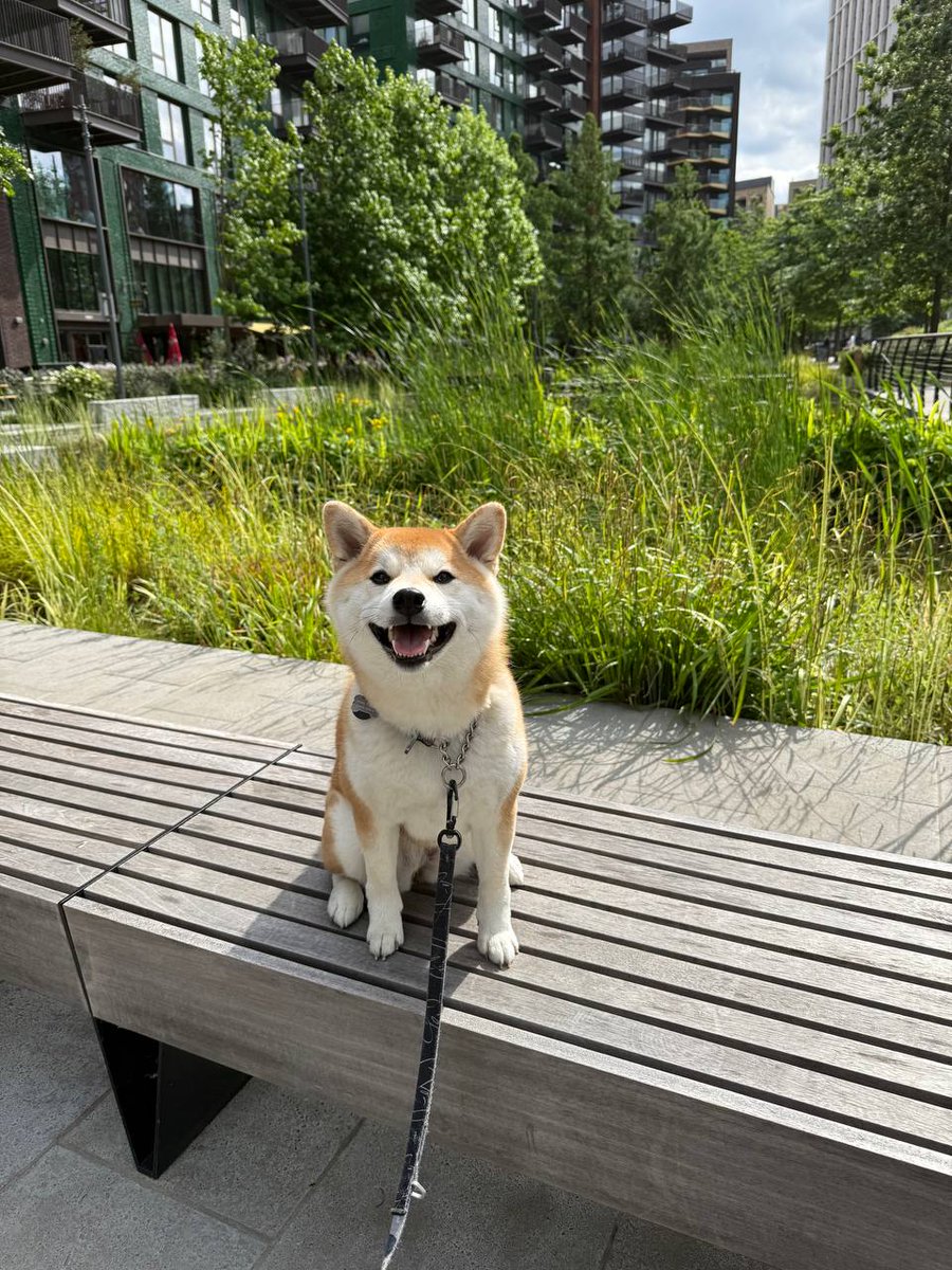 hr0nix's tweet image. Stop looking at AI slop for a sec, here&apos;s a happy dog instead